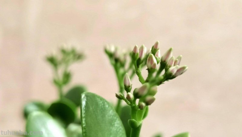 室内养“10种”花草，好养易活，茂盛常绿，提神醒脑净化空气