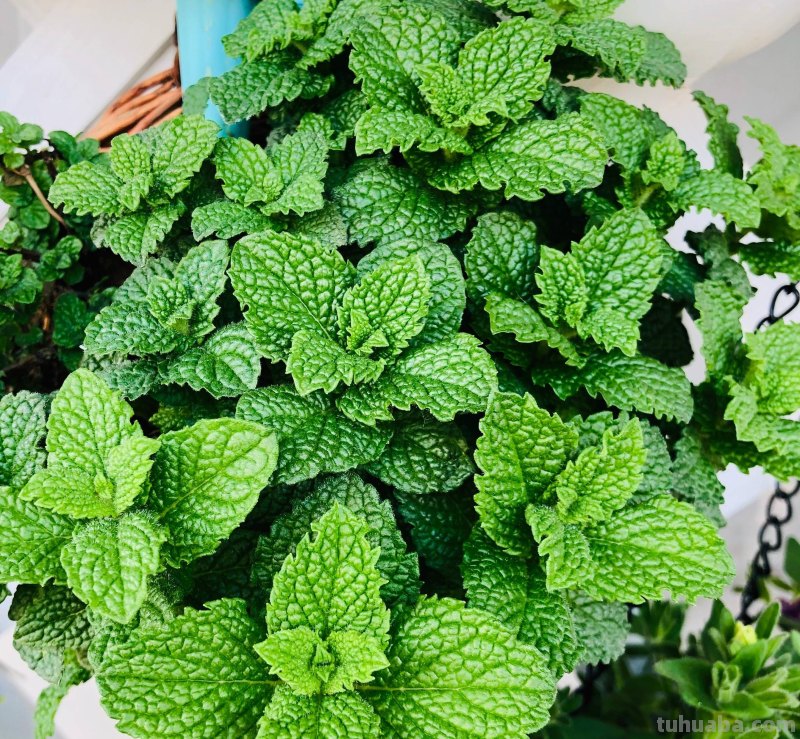 室内养“10种”花草，好养易活，茂盛常绿，提神醒脑净化空气