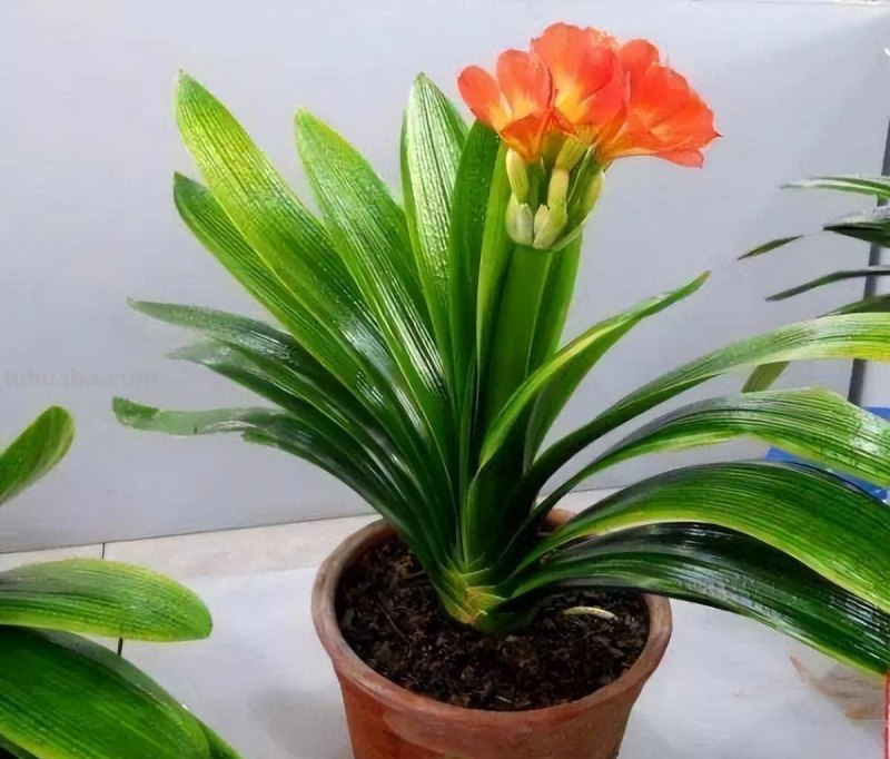 室内养“10种”花草，好养易活，茂盛常绿，提神醒脑净化空气