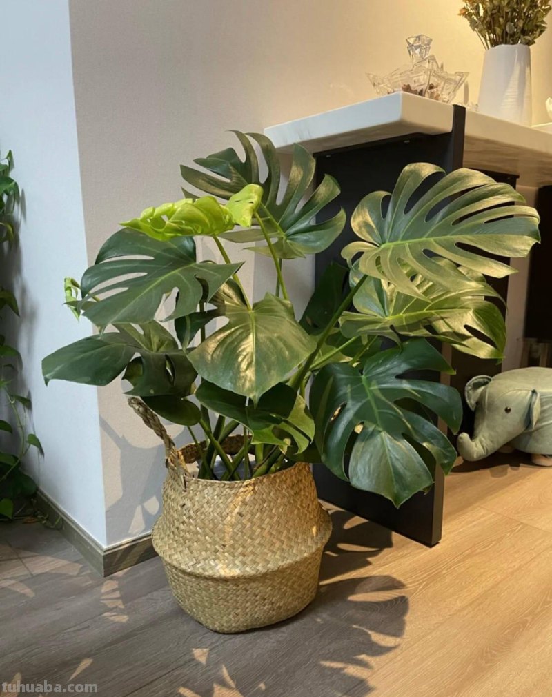 室内养“10种”花草，好养易活，茂盛常绿，提神醒脑净化空气