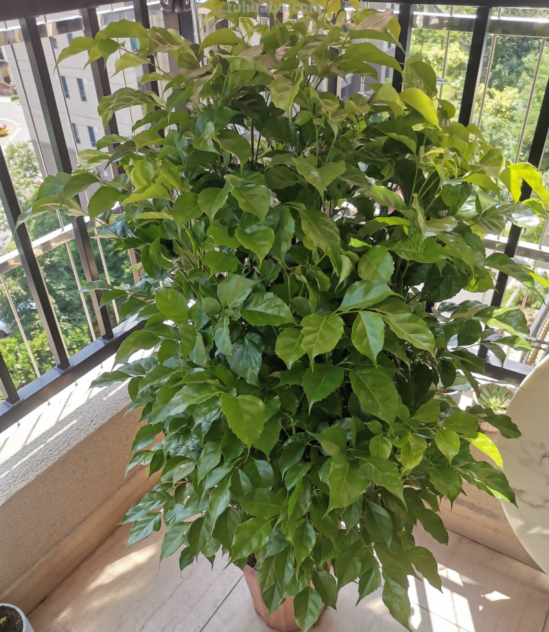 室内养“10种”花草，好养易活，茂盛常绿，提神醒脑净化空气