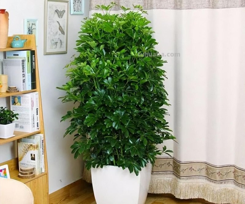 室内养“10种”花草，好养易活，茂盛常绿，提神醒脑净化空气