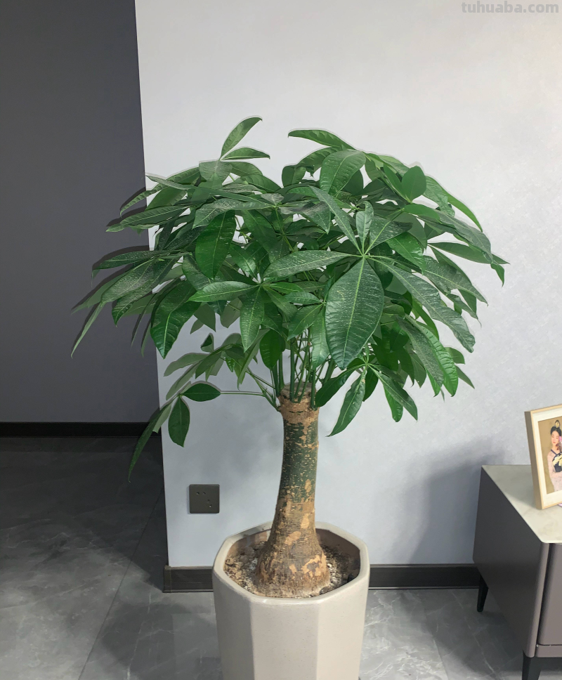 室内养“10种”花草，好养易活，茂盛常绿，提神醒脑净化空气