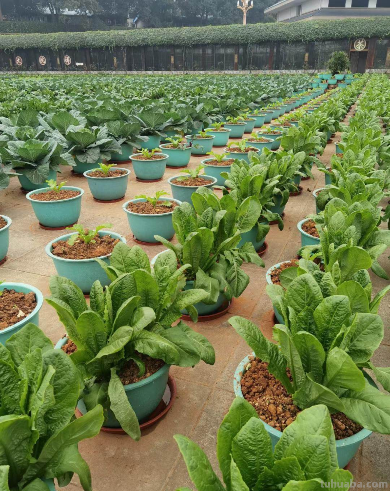 在家里种菜，要记住5要点，种的菜才更好