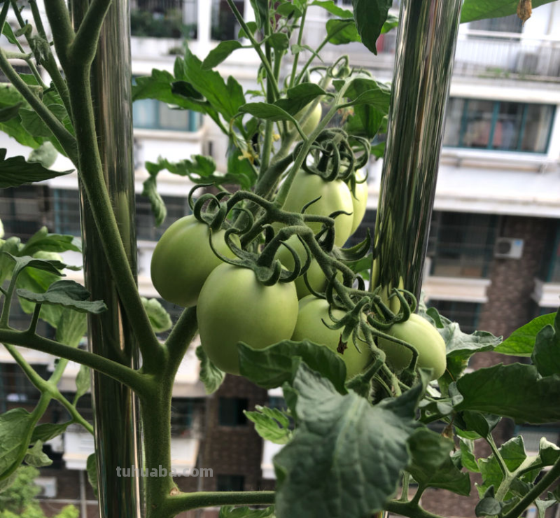 在家里种菜，要记住5要点，种的菜才更好