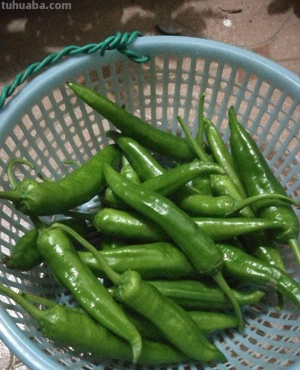 在家里种菜，要记住5要点，种的菜才更好