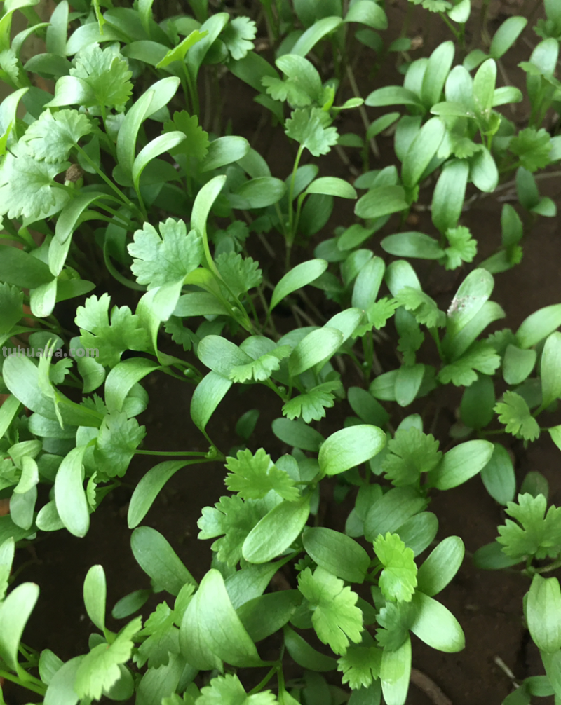 在家里种菜，要记住5要点，种的菜才更好