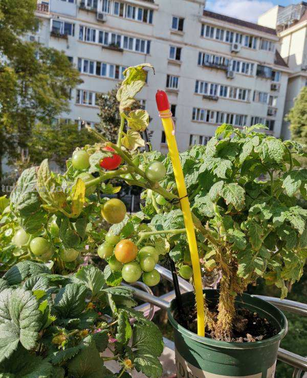 在家里种菜，要记住5要点，种的菜才更好