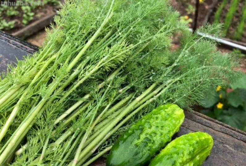 在家里种菜，要记住5要点，种的菜才更好