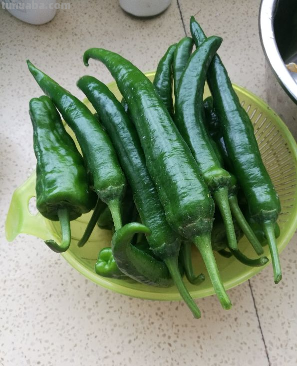 在家里种菜，要记住5要点，种的菜才更好