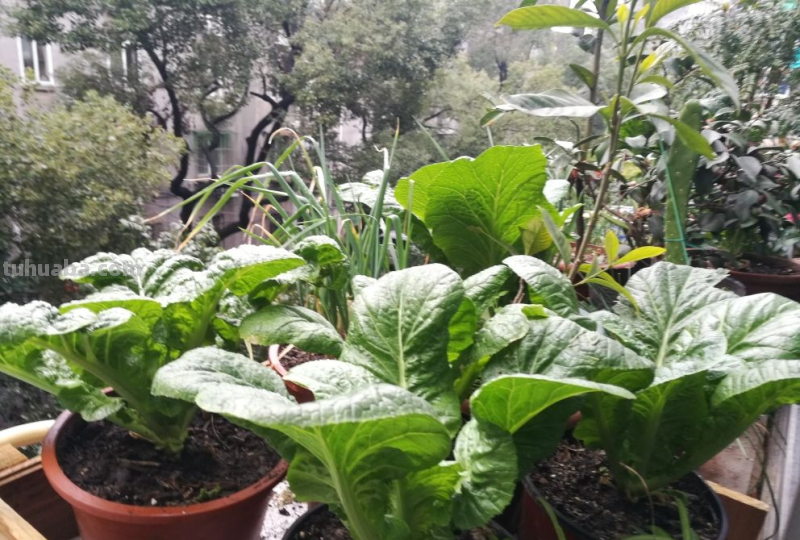 在家里种菜，要记住5要点，种的菜才更好