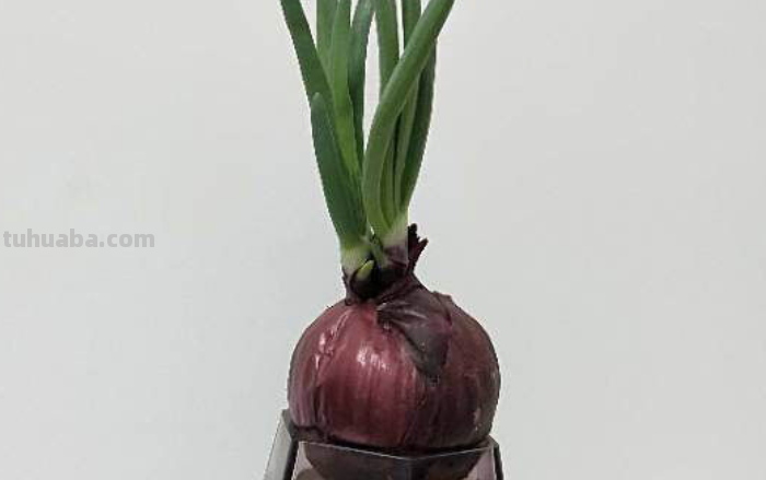 谁说洋葱只能买着吃，学会这3步，家里也能养殖出洋葱