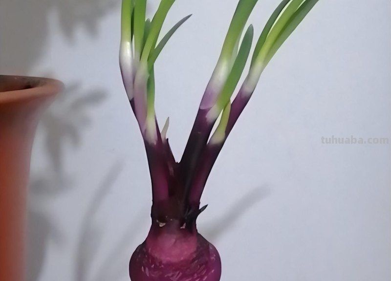 谁说洋葱只能买着吃，学会这3步，家里也能养殖出洋葱