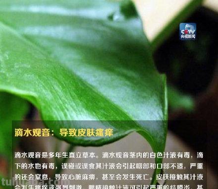 注意！这些植物不要随便在家养，可能让你中毒