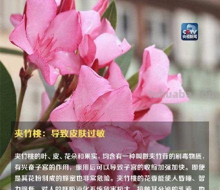 注意！这些植物不要随便在家养，可能让你中毒