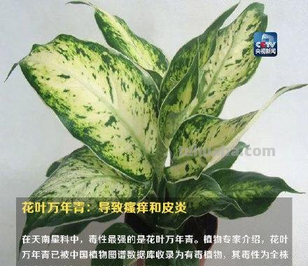 注意！这些植物不要随便在家养，可能让你中毒