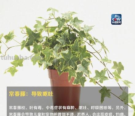 注意！这些植物不要随便在家养，可能让你中毒