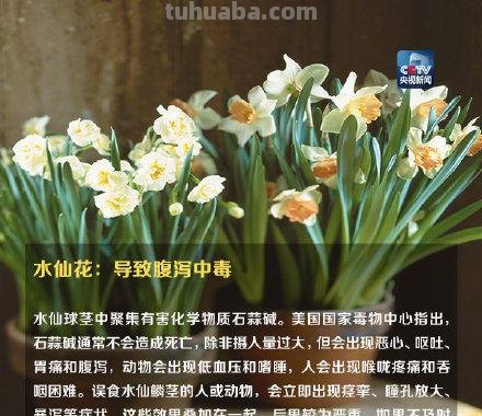 注意！这些植物不要随便在家养，可能让你中毒