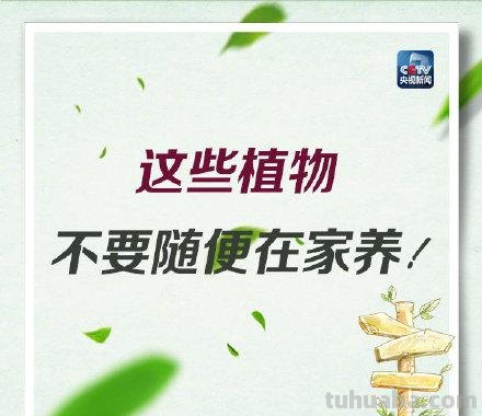 注意！这些植物不要随便在家养，可能让你中毒