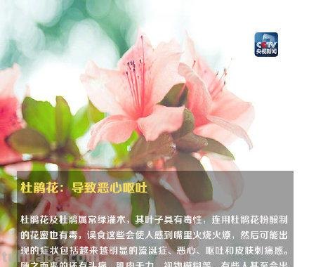 注意！这些植物不要随便在家养，可能让你中毒