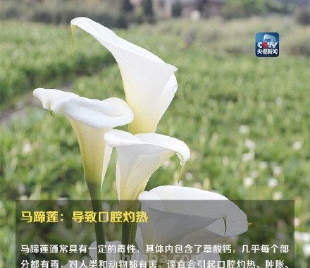 注意！这些植物不要随便在家养，可能让你中毒