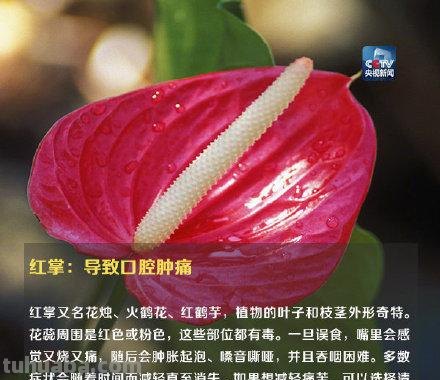 注意！这些植物不要随便在家养，可能让你中毒