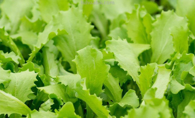 室内种生菜，不会操作不要紧，学会这4步种生菜很简单