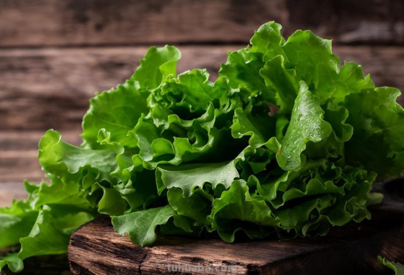 室内种生菜，不会操作不要紧，学会这4步种生菜很简单