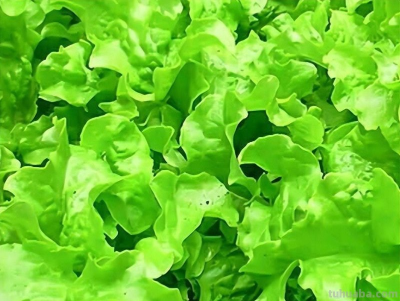 室内种生菜，不会操作不要紧，学会这4步种生菜很简单