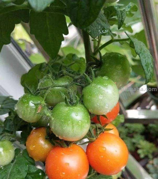 家庭种菜，选择这4种，长势旺盛、生机勃勃、硕果累累