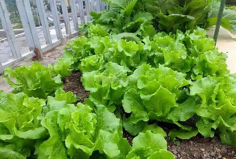 家庭种菜，选择这4种，长势旺盛、生机勃勃、硕果累累