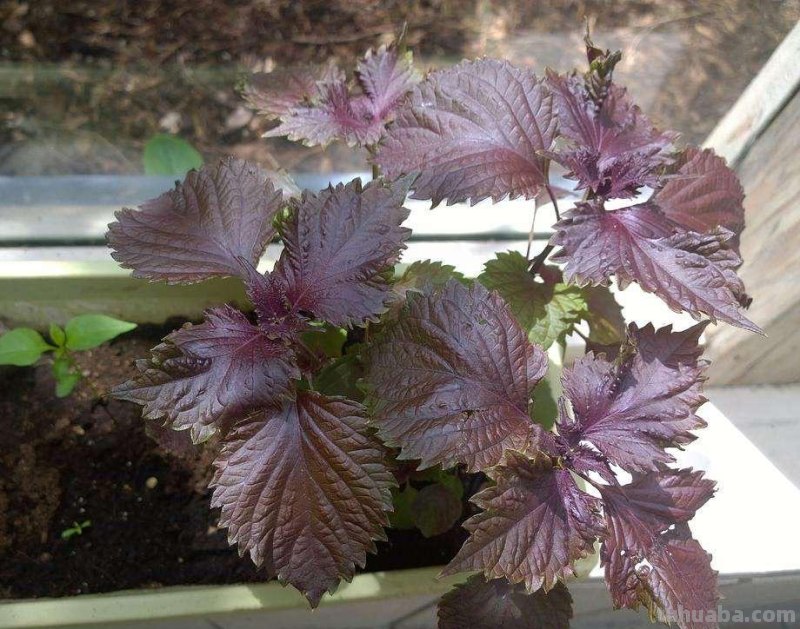 家庭种菜，选择这4种，长势旺盛、生机勃勃、硕果累累