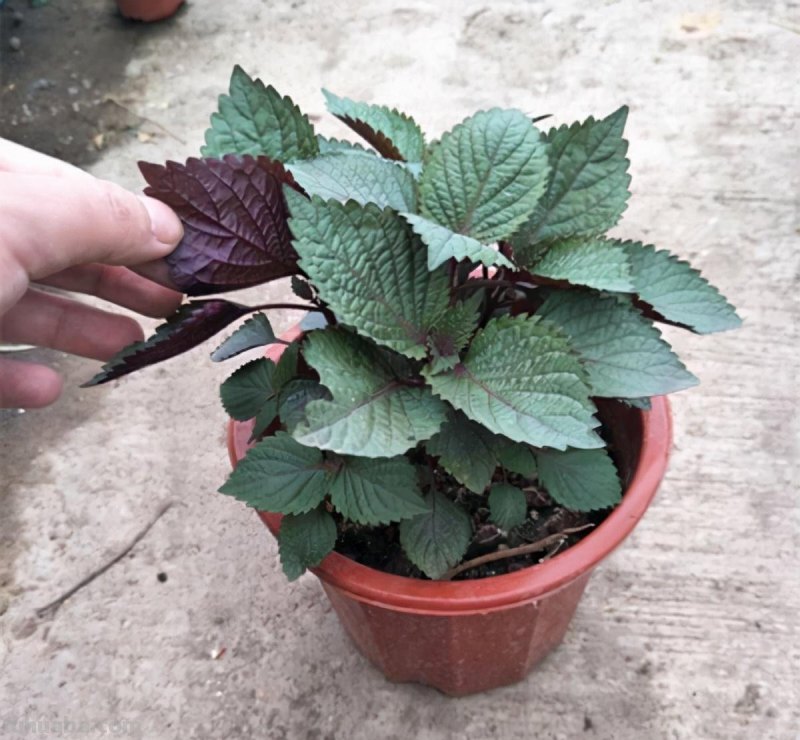 家庭种菜，选择这4种，长势旺盛、生机勃勃、硕果累累