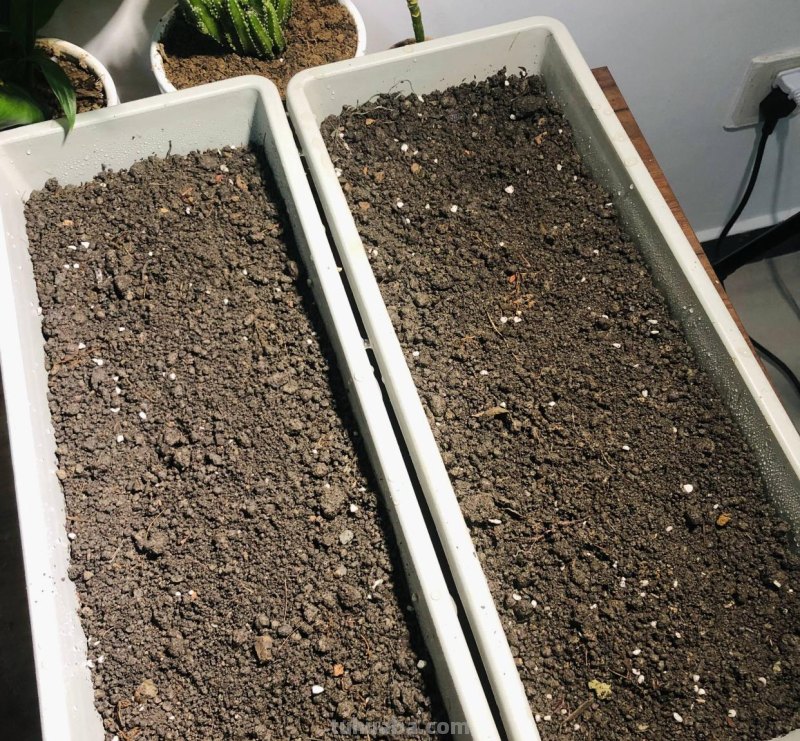 家庭种菜，选择这4种，长势旺盛、生机勃勃、硕果累累