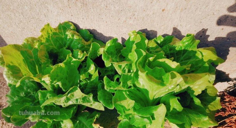 家庭种菜，选择这4种，长势旺盛、生机勃勃、硕果累累