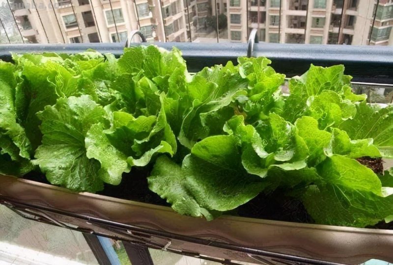 家庭种菜，选择这4种，长势旺盛、生机勃勃、硕果累累