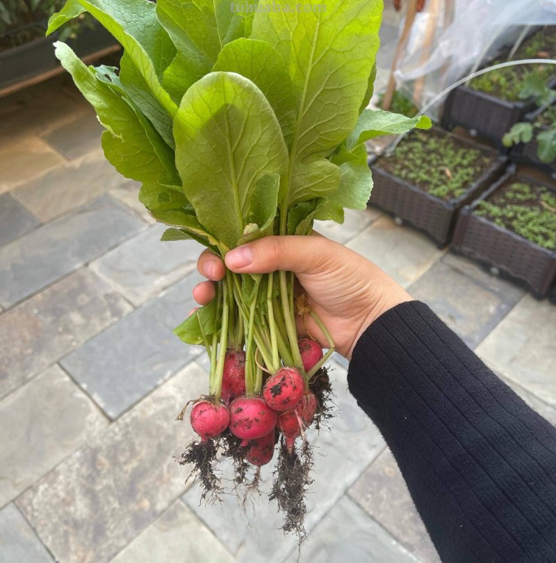 家庭种菜，选择这4种，长势旺盛、生机勃勃、硕果累累