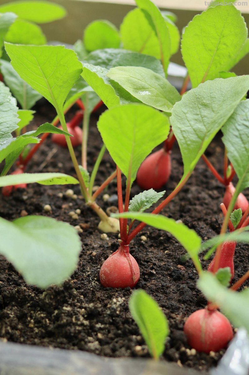 家庭种菜，选择这4种，长势旺盛、生机勃勃、硕果累累