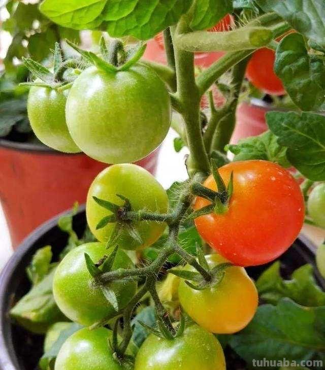 家庭种菜，选择这4种，长势旺盛、生机勃勃、硕果累累