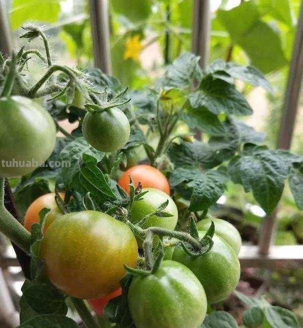 家庭种菜，选择这4种，长势旺盛、生机勃勃、硕果累累