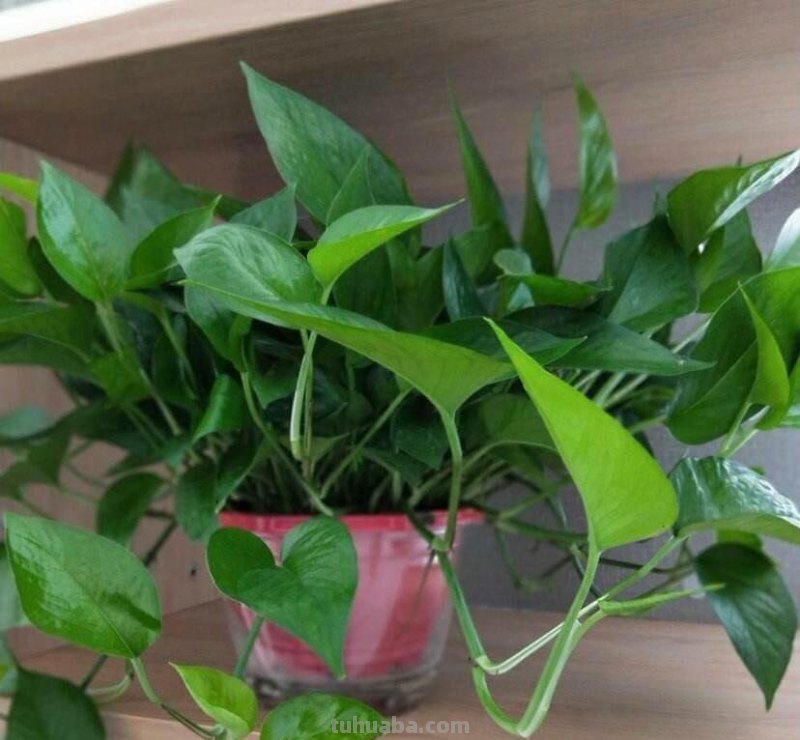 养绿萝很容易，注意温度、光照和施肥，气生根蹭蹭冒，爬藤2米长