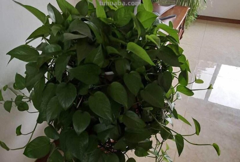 养绿萝很容易，注意温度、光照和施肥，气生根蹭蹭冒，爬藤2米长