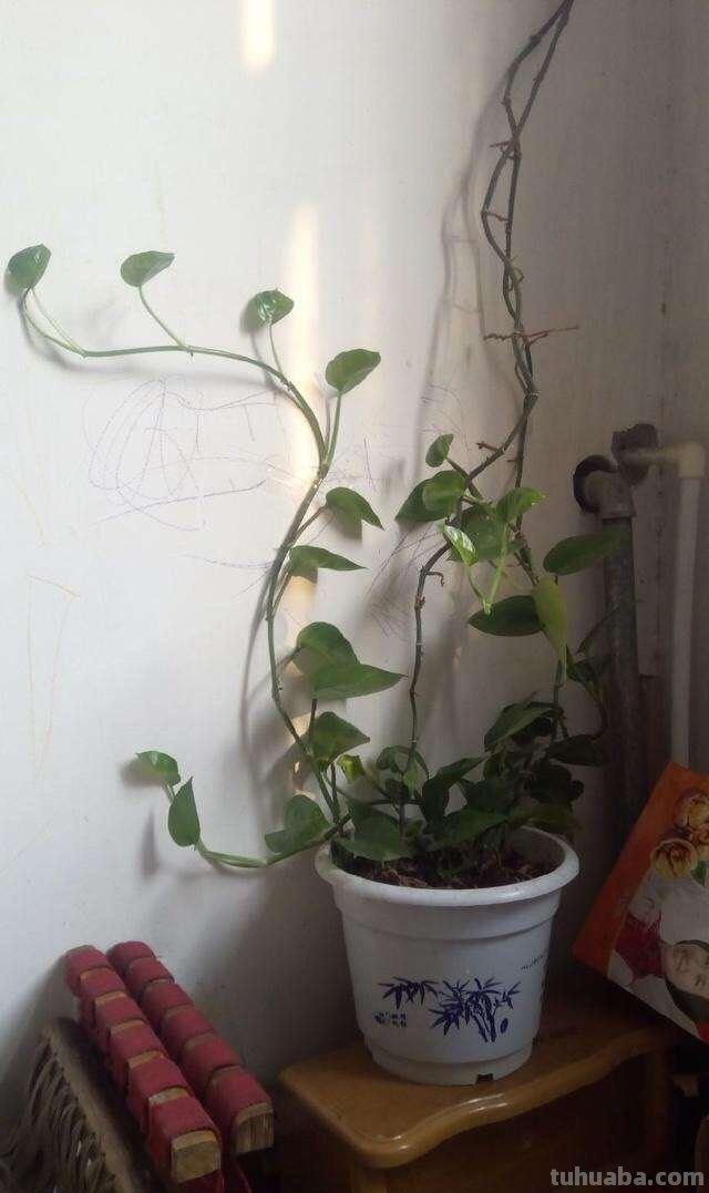 养绿萝很容易，注意温度、光照和施肥，气生根蹭蹭冒，爬藤2米长