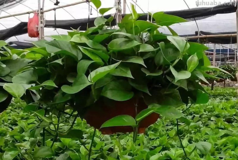 “绿萝最全面的养植方法,想要养好绿萝就要这么做” “绿萝最全面的养植方法,想要养好绿萝就要这么做”