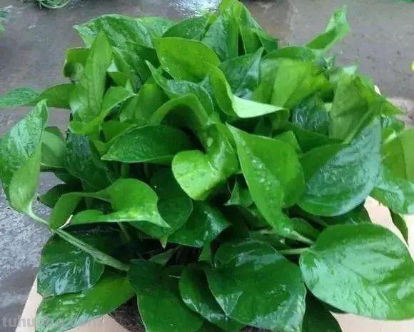 “绿萝最全面的养植方法,想要养好绿萝就要这么做” “绿萝最全面的养植方法,想要养好绿萝就要这么做”