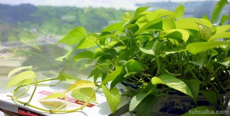 “绿萝最全面的养植方法,想要养好绿萝就要这么做” “绿萝最全面的养植方法,想要养好绿萝就要这么做”