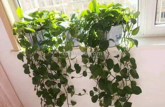 绿萝常见的两种养法，夏天做好这点，瀑布轻松养出来