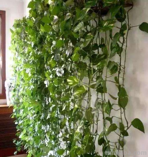 绿萝常见的两种养法，夏天做好这点，瀑布轻松养出来