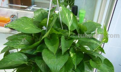 绿萝常见的两种养法，夏天做好这点，瀑布轻松养出来