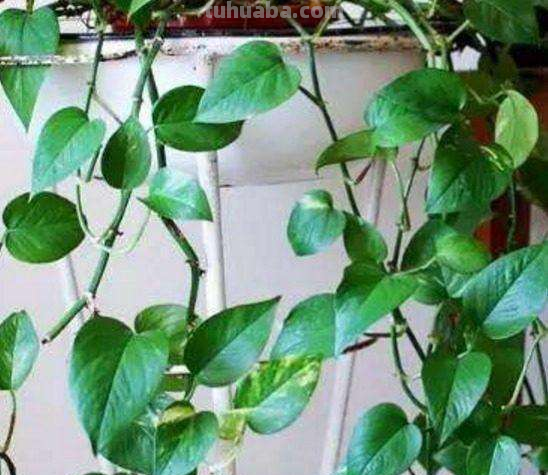 绿萝常见的两种养法，夏天做好这点，瀑布轻松养出来